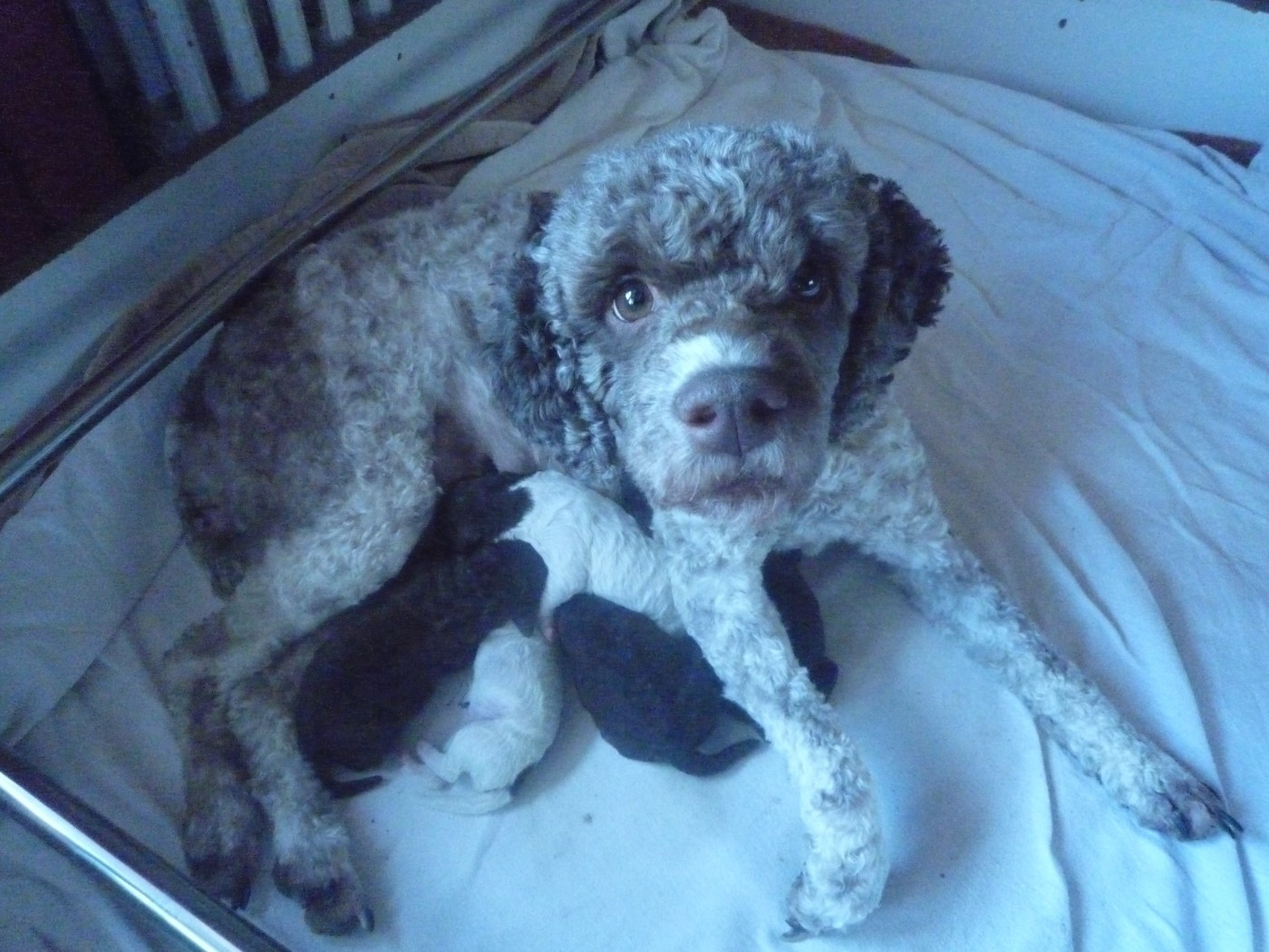 Chiot Lagotto Romagnolo des peupleraies de chautagne