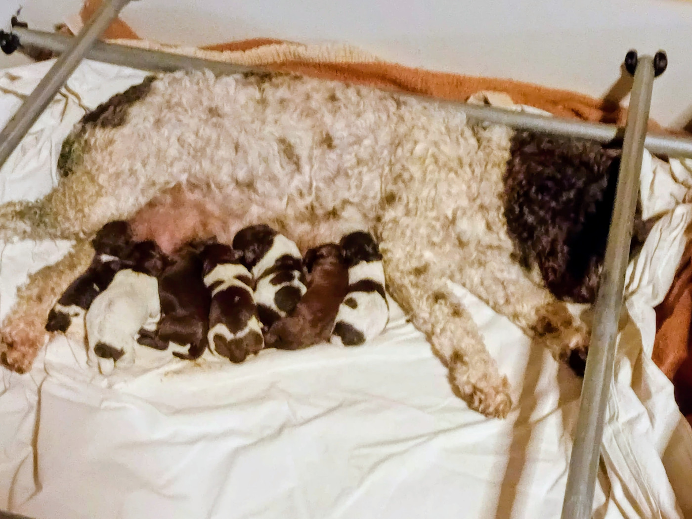 Chiot Lagotto Romagnolo des peupleraies de chautagne
